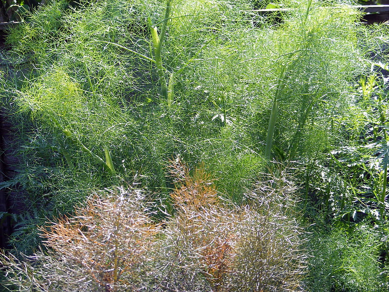 The green fennel and the bronze fennel., green, garden, colours, herb, bronze, HD wallpaper