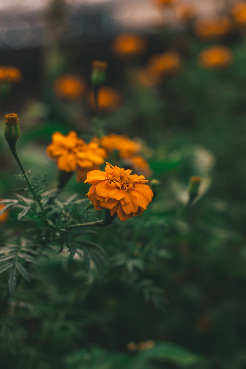 flower, orange, macro, blur, flower bed, HD phone wallpaper