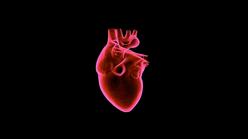 heart, art, muscular organ, dark background, red ultrawide monitor background, Human Heart, HD wallpaper