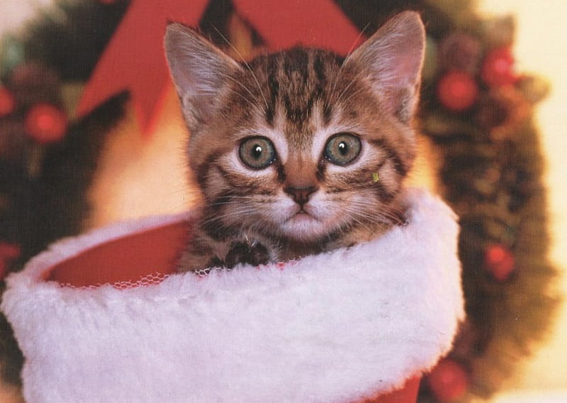 Christmas kitten, cute, wreath, paws, feline, christmas, cat, kitten, HD wallpaper