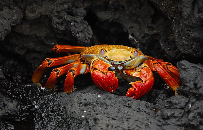 the dark background, stones, crab, claws for , section животные, HD wallpaper