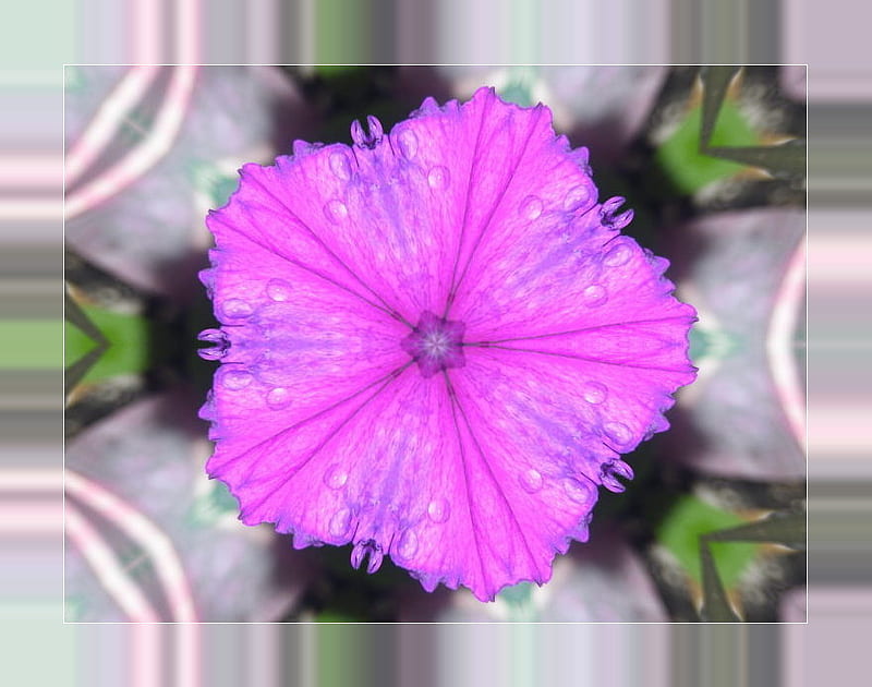 points, flower, summer, nature, pink, HD wallpaper
