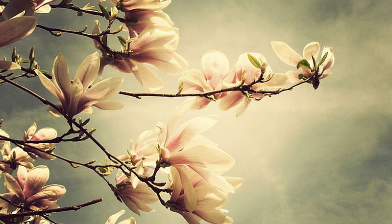 Magnolia, flowers, tree, nature, HD wallpaper