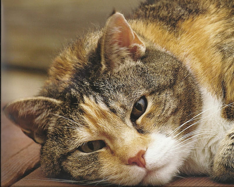 Calico Cat, cute, calico, paws, cat, HD wallpaper