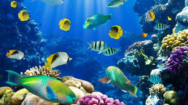 Amazing Underwater Sealife, Corals, Fish, Sealife, Oceans, Underwater, Nature, HD wallpaper