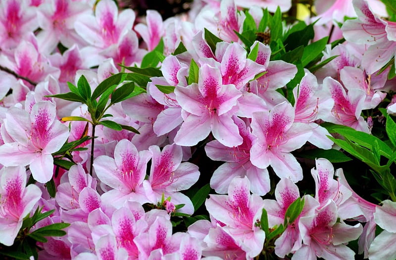 azalea, bloom, close-up, bright, flower, flowers, nature, two colors, HD wallpaper