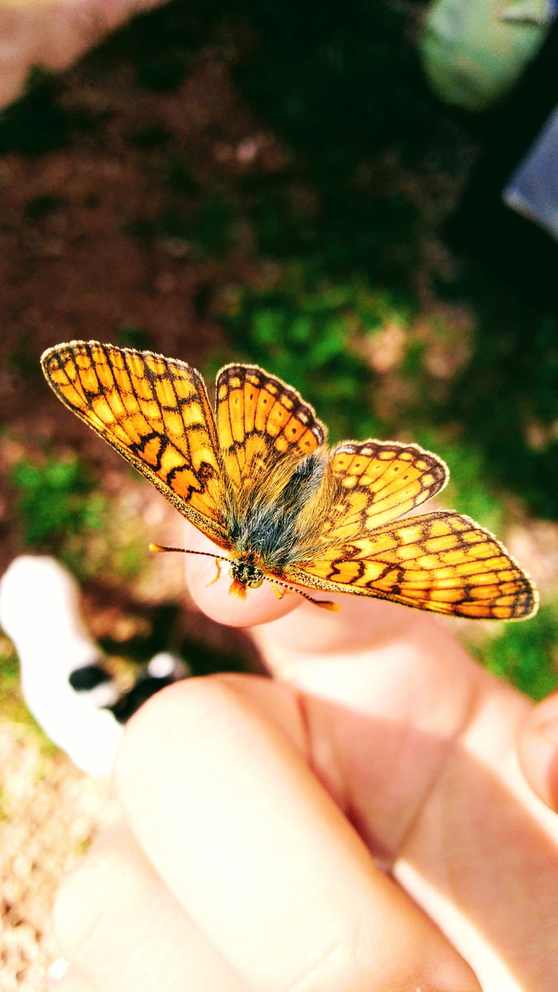 Butterfly, animaux, couleur, insecte, nature, orange, papillon, HD phone wallpaper