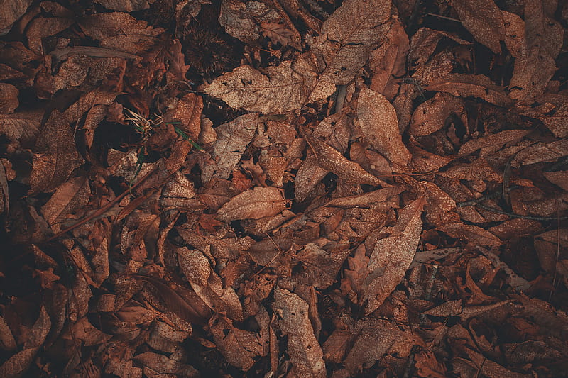 leaves, dry, brown, HD wallpaper