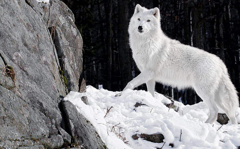 White wolf, stone, rock, wolf, white, animal, winter, HD wallpaper