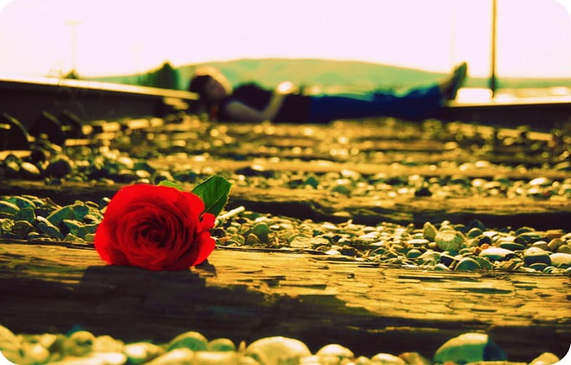 Fallen Rose, track, graphy, rail, rose, flower, nature, HD wallpaper