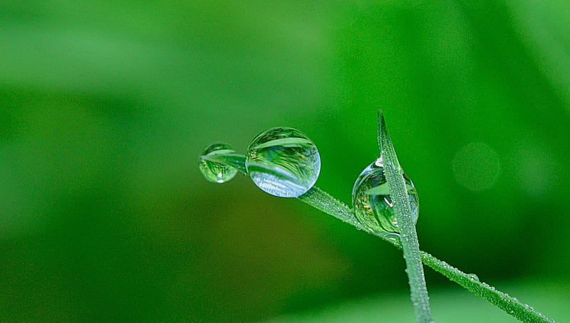 Green Grass and Water Droplet, HD wallpaper