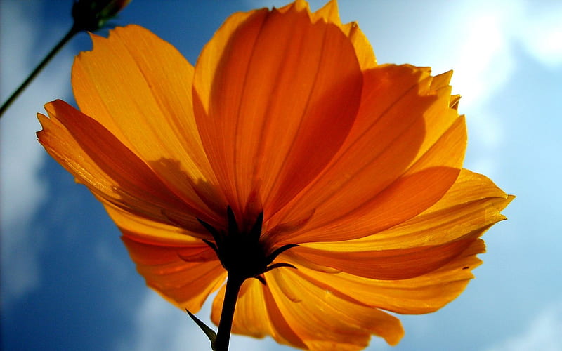 yellow cosmos, HD wallpaper