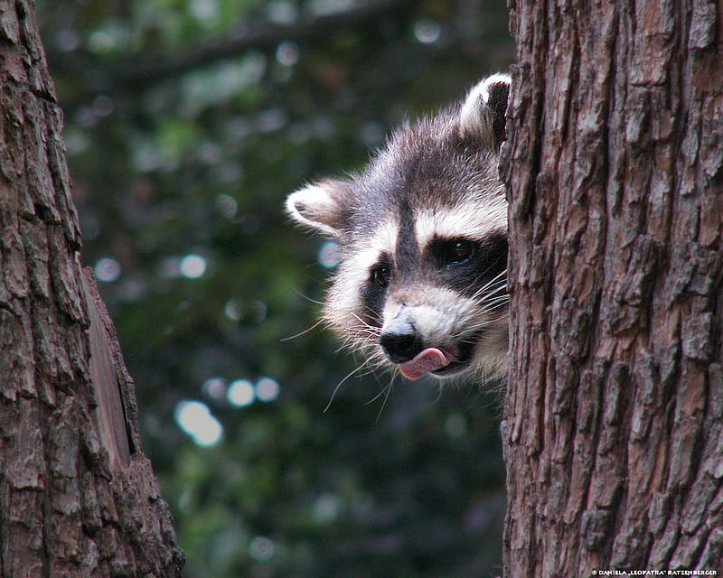 Rascal, racoons, forest animals, racoon, animals, HD wallpaper