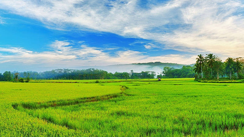 Paddy Field In Siquijor Philippines, Kerala Landscape, HD wallpaper