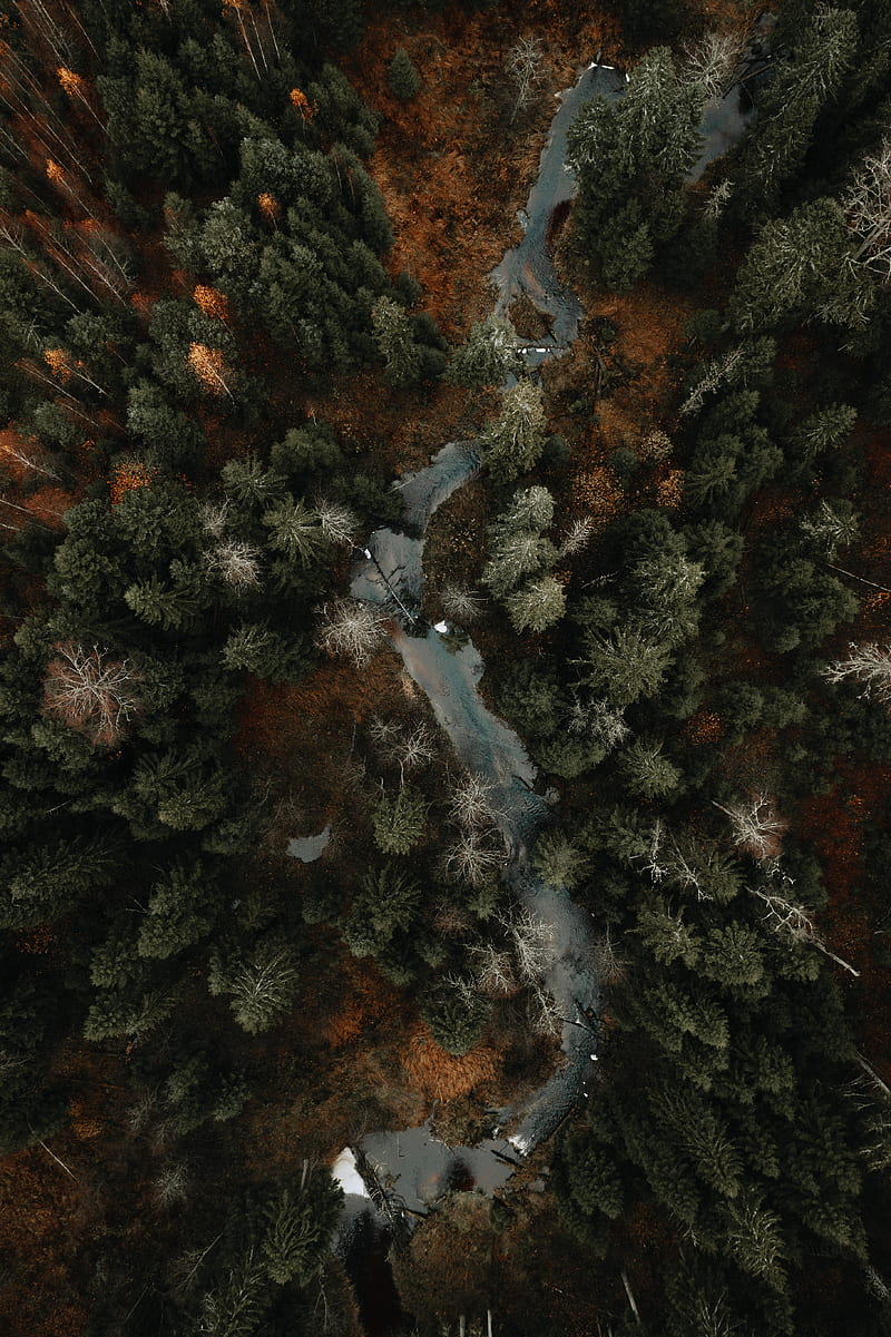 river, forest, aerial view, trees, autumn, HD phone wallpaper