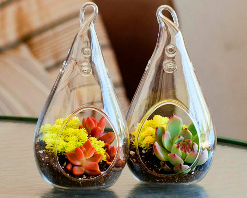 Flowers inside the Glass, glass, flowers, petals, decorative, HD