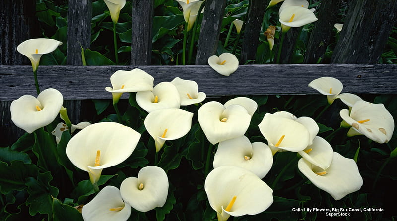 Lovely White Calla Lilies, fence, calla liles, flowers, nature, white calla lilies, HD wallpaper