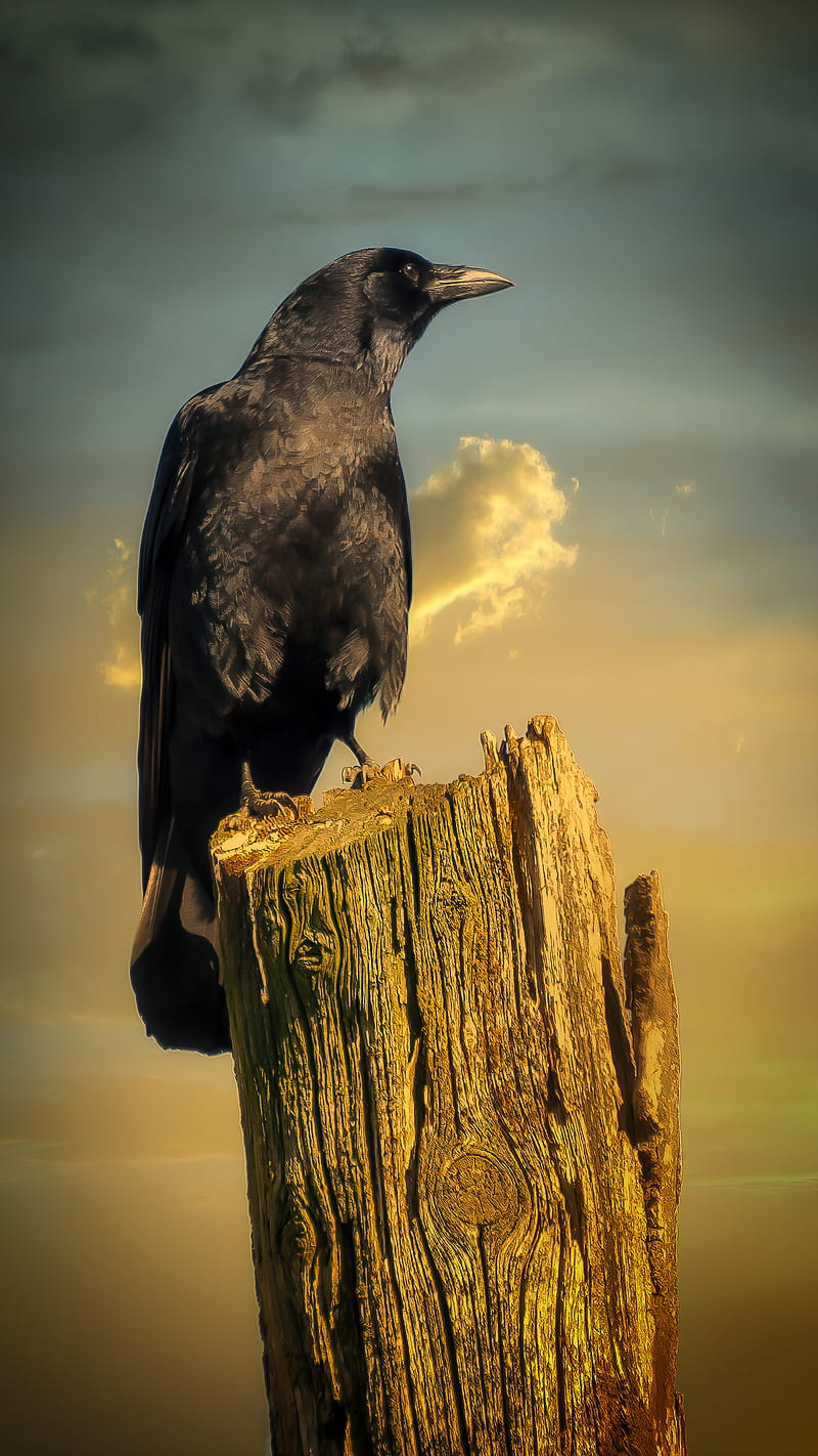 Crow on Log, Terran, bird, black, clouds, raven, sky, HD phone wallpaper |  Peakpx