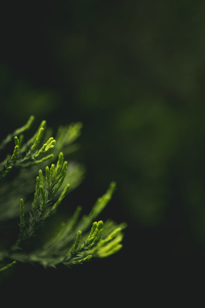 macro, depth of field, foliage, green, conifer, HD phone wallpaper