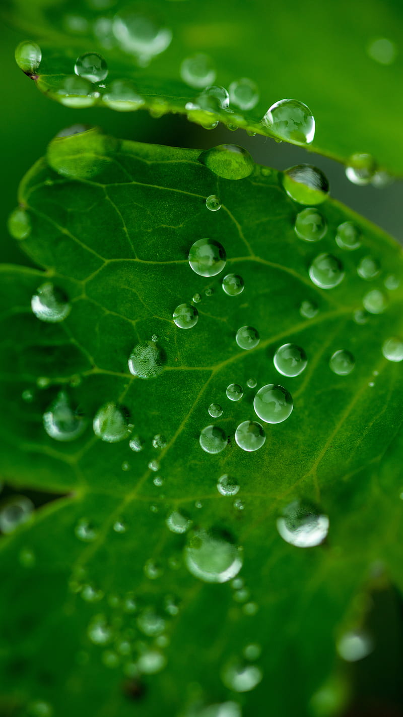 Natural Beauty, Art, dew, green, leaf, macro, nature, graphy, rain, raindrops, HD phone wallpaper