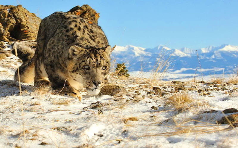 On the hunt, snow, mountains, snow leopard, cat, hunter, HD wallpaper ...