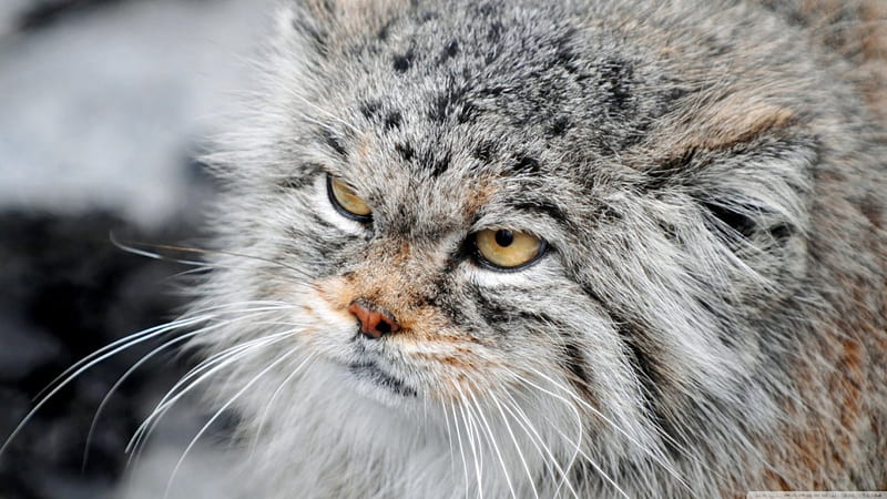 Grumpy manul cat, cute, predators wild, wild cats, wildlife, nature, big cats, animals, HD wallpaper