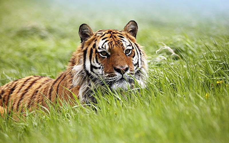 Wild Siberian Tiger-Animal World Series, HD wallpaper