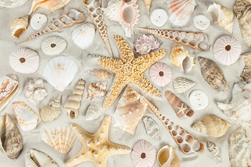 Starfishes & Shells, beach, sand, shells, starfish, sea, HD wallpaper