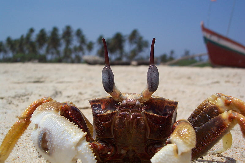 I got crabs!, cute, beach, sand, cool, goa, macro, crab, HD wallpaper
