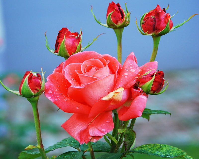 Buds, flowers, roses, pink, HD wallpaper | Peakpx