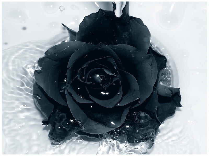 Rosa negra, grafía, rosa, flor, hermosa, Fondo de pantalla HD | Peakpx