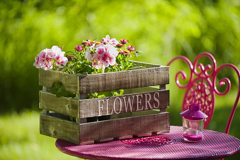 Garden flowers in crate, pretty, table, lovely, crate, bonito, spring, freshness, summer, flowers, garden, HD wallpaper
