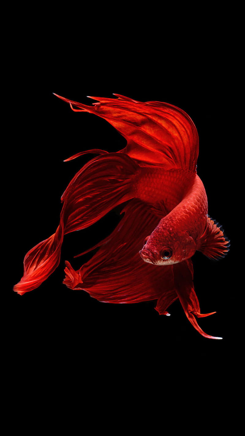 Red Fighterfish, apple, aves, beta, fish, HD phone wallpaper