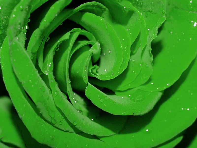 Green Rose Upclose, graphy, water, green, green rose, rose, water drops, flower, upclose, HD wallpaper