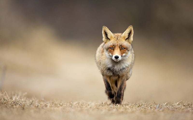 fox, fall, road, red fox, HD wallpaper