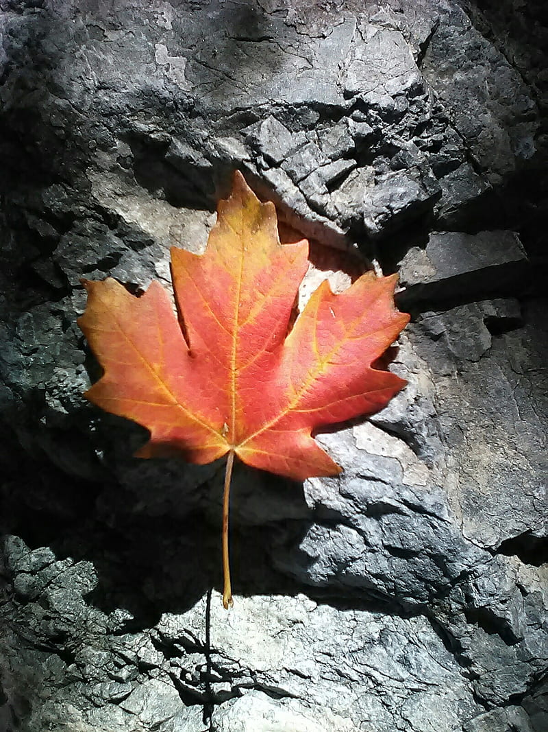 Leaf of Fire, fall, HD phone wallpaper | Peakpx