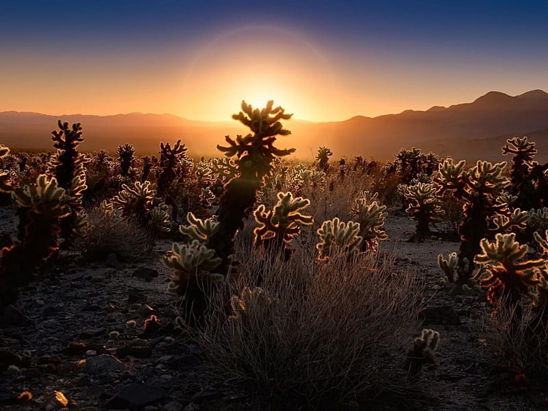 Beautiful Sunset, mountain, nature, desert, cactus, HD wallpaper | Peakpx