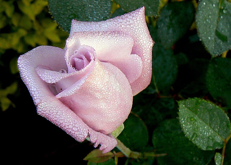 Blue Moon rose, bonito, lilac rose, rose, blue moon, HD wallpaper
