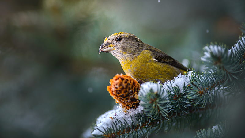 Yellow Black Red Crossbill Bird Is Standing On Snow Covered Tree Branch In Blur Background Birds, HD wallpaper