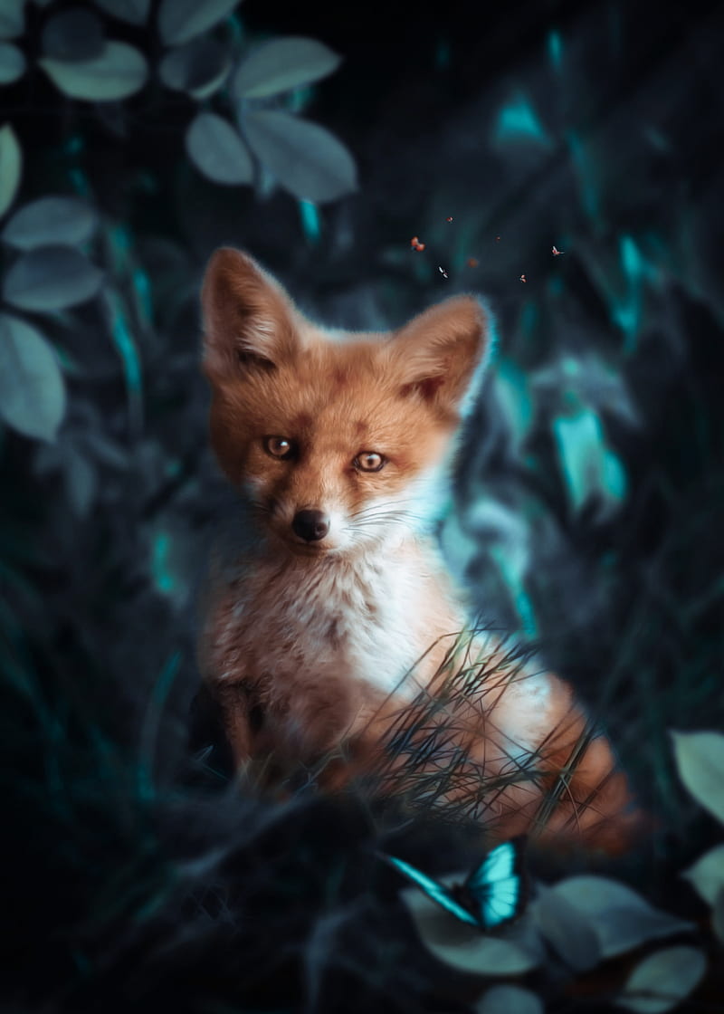 Baby Fox and Butterfly, animal, animals, butterflu, cute, forest, insect, ladybug, red fox, HD phone wallpaper