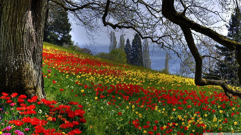 Wild tulips, hills, forest, spring, park, tree, mountains, flowers, garden, nature, field, scene, landscape, HD wallpaper