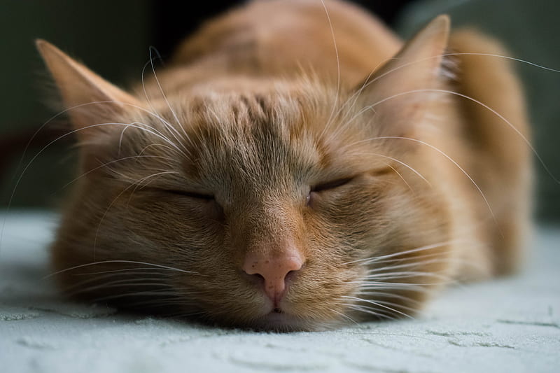 orange tabby cat sleeping on white textile, HD wallpaper