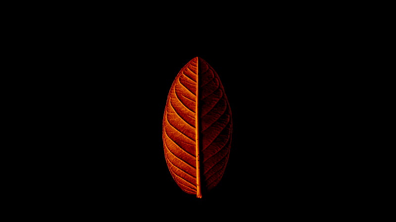 orange leaf in dark room, HD wallpaper