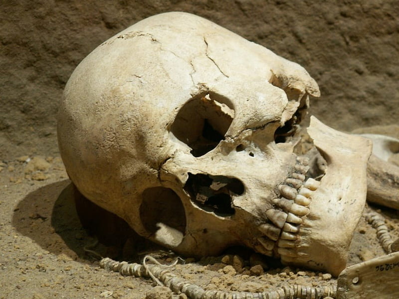 Human prehistoric skull, homo sapiens, death, black, cool, reaper, gothic, neanderthal, dark, science, grim, prehistory, skull, prehistoire, HD wallpaper