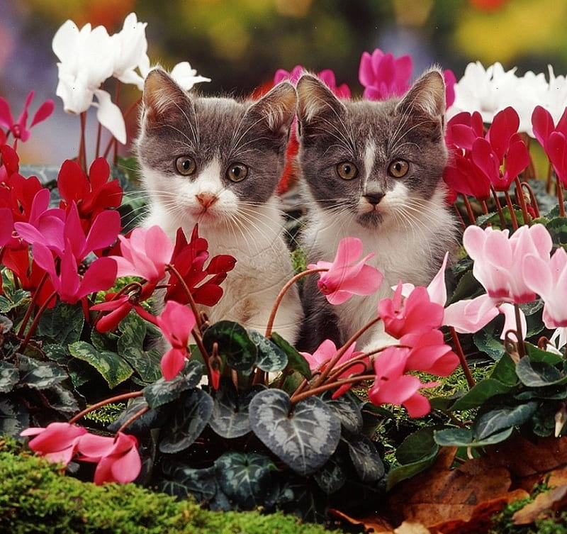 cute kitten among cyclamen, cute, cyclamen, kitten, cats, animals, HD wallpaper