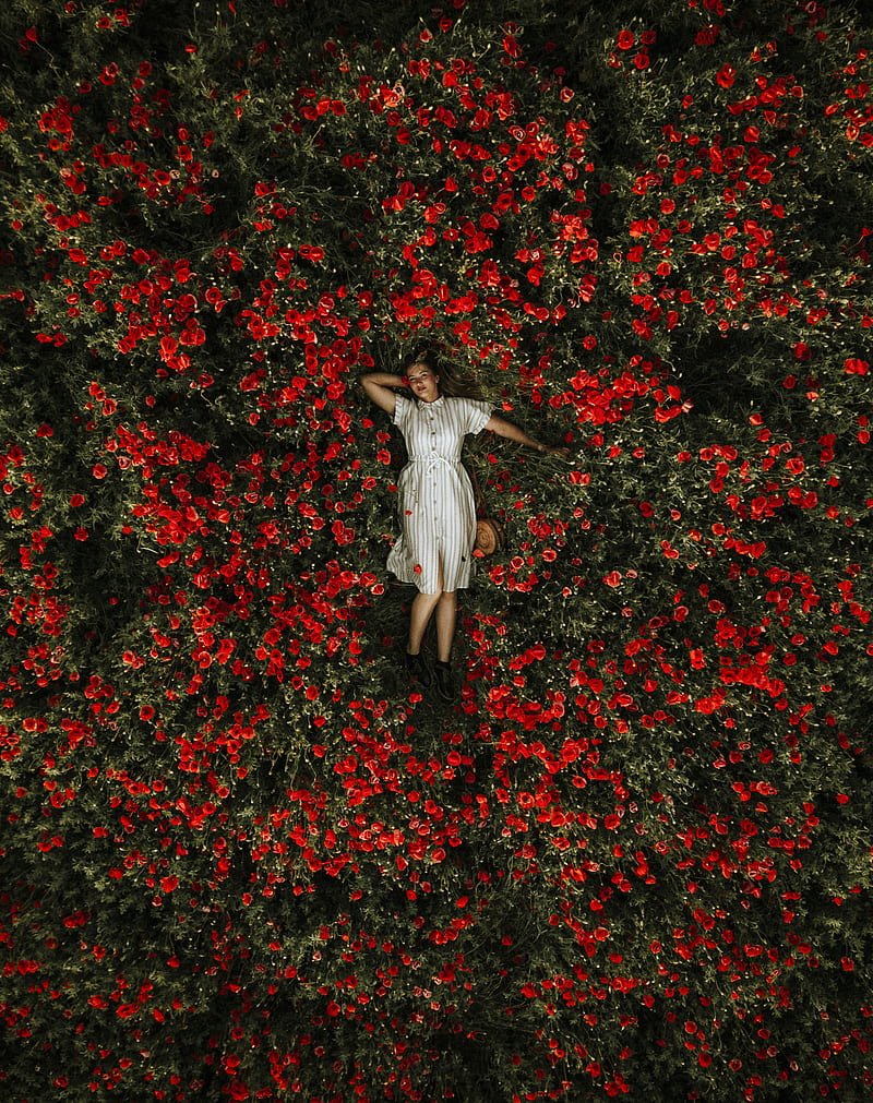 Woman in White Dress Lying on Red Flower Garden, HD phone wallpaper