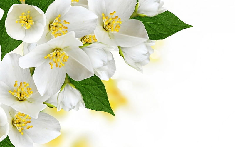 Jasmine, green, texture, flower, yellow, white, HD wallpaper