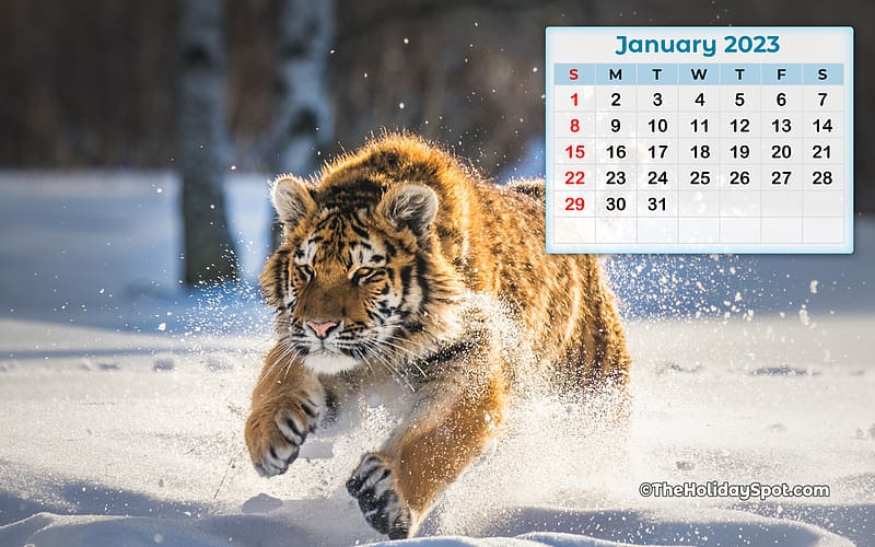 Calendar for 2023. Monthly Calendar, January 2023 Calendar, HD wallpaper