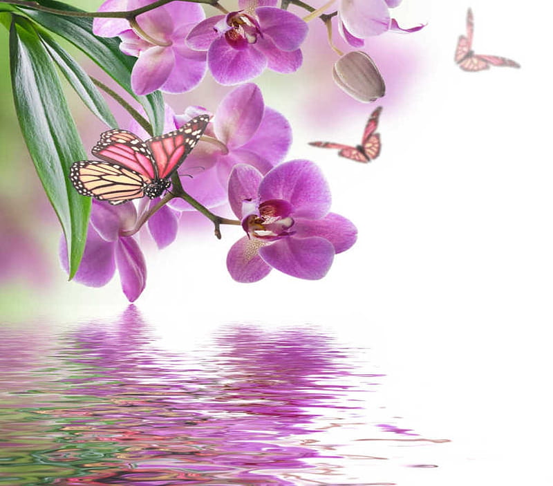 Orchids with butterflie, Reflection, Butterflies, Flowers, Orchids, HD wallpaper