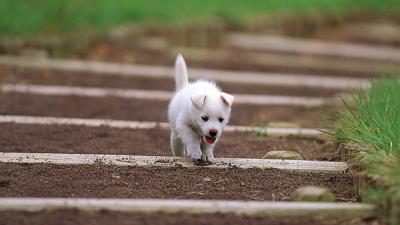 WORN OUT !, lovely, grass, stairs, tired, worn out, white, puppy, dog, steps, HD wallpaper